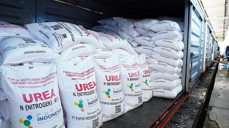 Kebutuhan Pupuk Capai 300 Ton, Petani Bone Minta Tambahan Kuota