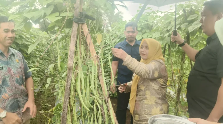 Bupati Sinjai Panen Perdana Buncis di Desa Arabika, Siap Suplai SPPG
