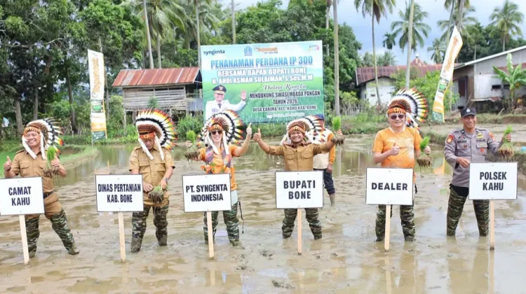 Bupati Bone Tanam Perdana Padi IP 300 Swasembada Pangan