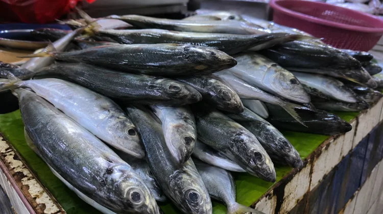 Ikan Layang Jadi Pemicu Utama Inflasi Watampone pada Juni 2026