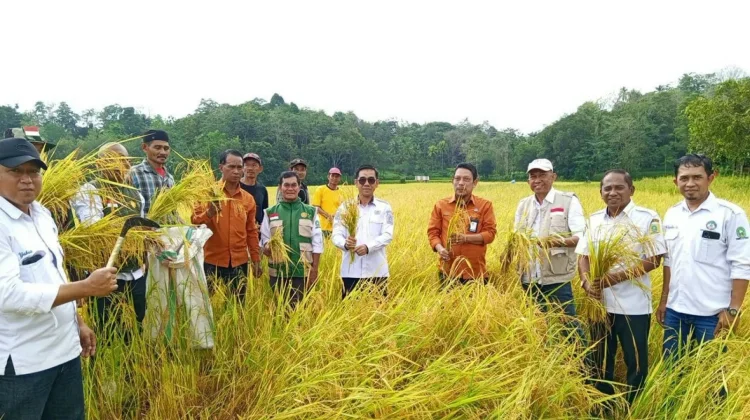 Produktivitas Padi Sinjai Naik, Hasil Ubinan Capai 5,2 Ton per Hektare