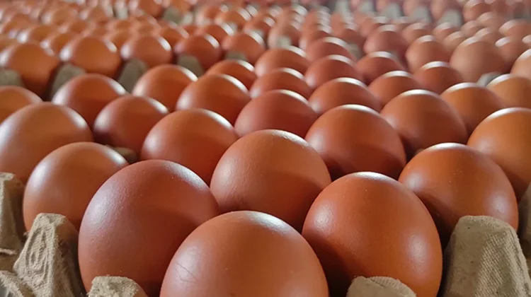 Kualitas Premium, Telur Ayam Sidrap Diburu Warga Bone