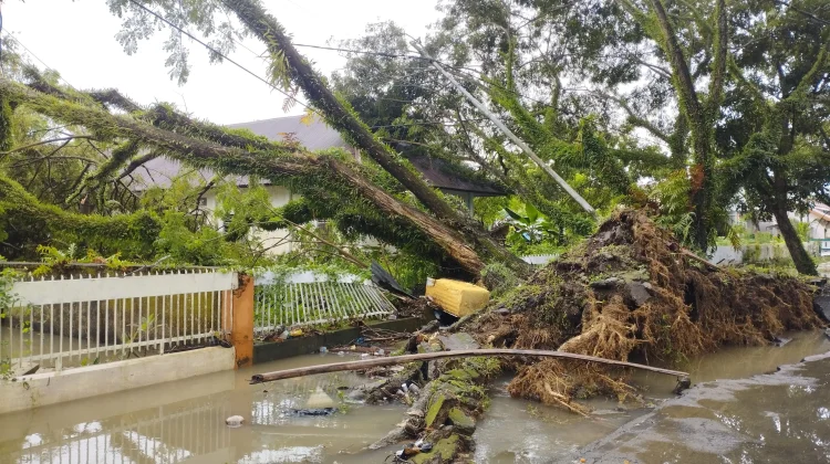 Banjir di Sinjai Utara Picu Pohon Tumbang, BPBD Imbau Warga Waspada