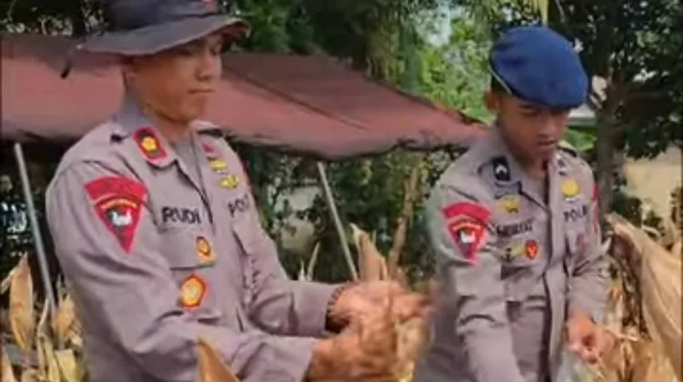 Brimob Bone Panen Jagung Dukung Ketahanan Pangan Nasional