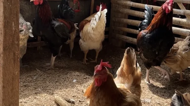 Potensi Pasar Ayam Kampung Sangat Menjanjikan Bagi Peternak Bone