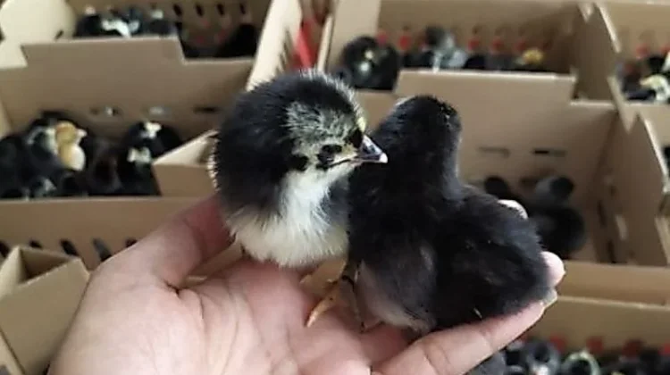 Mengenal Ayam Kampung Unggul Balitbangtan dan Keunggulannya