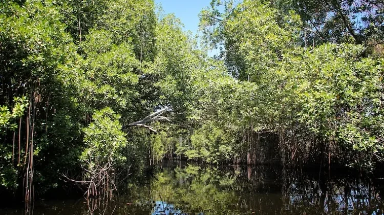Mangrove Bone Simpan Harapan Ekonomi dan Lingkungan Berkelanjutan