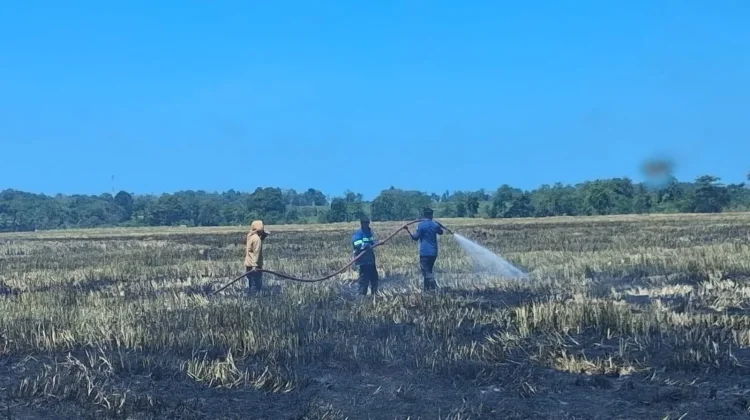Damkar Bone Padamkan Kebakaran Lahan di Balieng