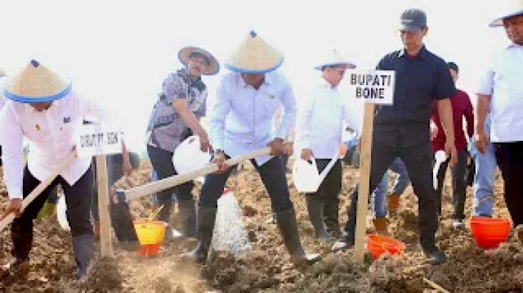 Dukung Swasembada Gula, Bupati Bone Tanam Perdana Perluasan Tebu di Sibulue
