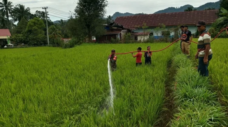 Atasi Kekeringan, Damkar Sinjai Suplai Air ke Sawah Petani di Sinjai Barat