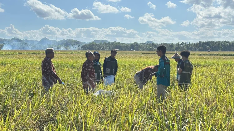 Panen Perdana Mannennungeng UKM KPI Unhas di Bone Sukses Lampaui Target