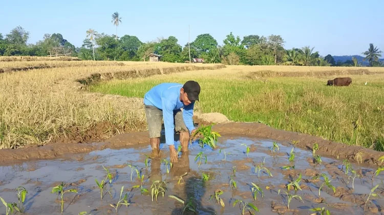 Siasati Kemarau, Petani di Sinjai Sulap Sawah Jadi Lahan Kangkung Hemat Air