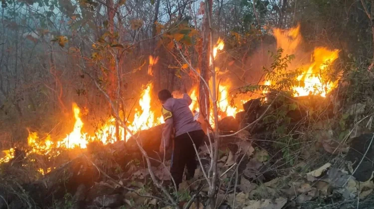 Kebakaran Hutan Jati di Sewo Soppeng Berhasil Dikendalikan