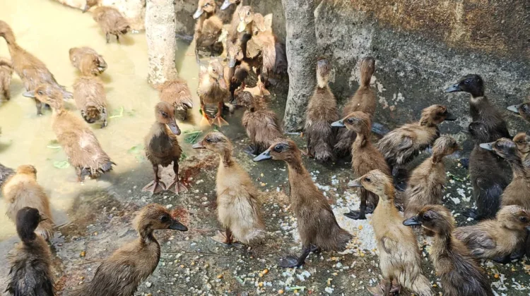 Lapas Watampone Kembangkan Budidaya Bebek untuk Ketahanan Pangan