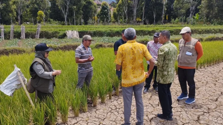 Musim Kemarau, 314 Hektare Sawah di Sinjai Barat Terancam Gagal Panen