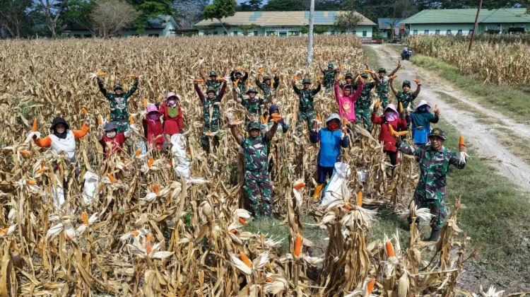 Prajurit Yonarmed 21/Kawali Bone Panen 2,5 Ton Jagung