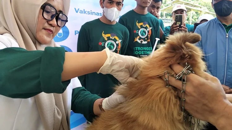 Kasus Gigitan Anjing di Sinjai Tembus 240 Kasus hingga 2026
