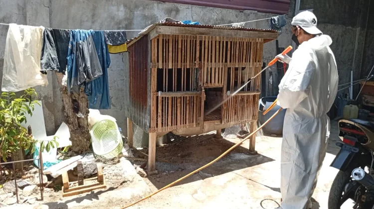 DPKH Catat Kasus Kematian Ayam di Sinjai Utara Capai 1.866 Ekor,