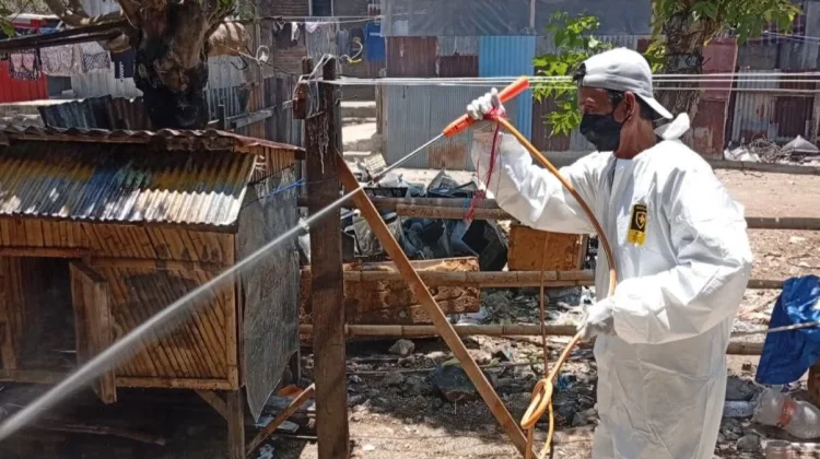 Kematian Unggas di Sinjai Tembus 2.303 Ekor akibat Flu Burung
