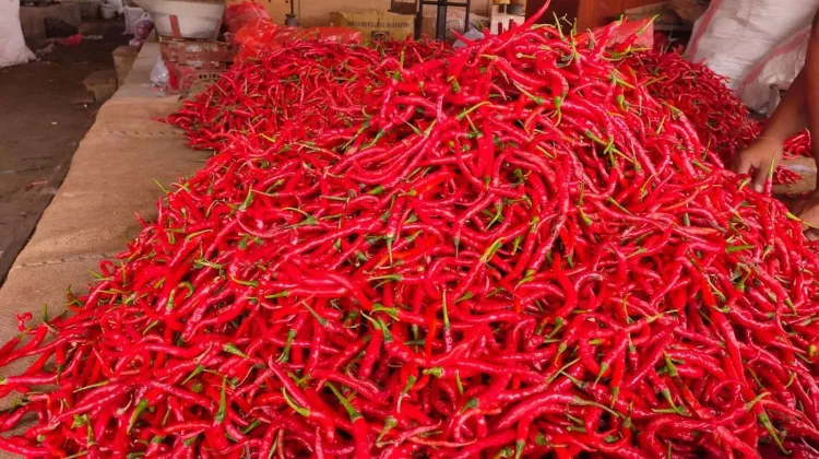 Harga Cabai di Bone "Makin Pedas" Tembus Rp50 Ribu