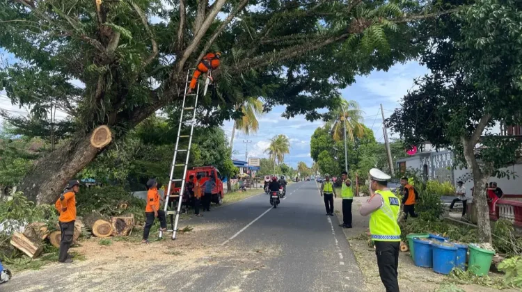Polres Bone dan BPBD Pangkas Pohon Rawan Tumbang
