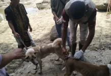 Pemkab Bone Mulai Vaksinasi Massal Hewan Penular Rabies