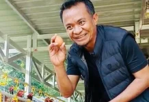 Andi Asman Sulaiman Panen Ayam Petelur di Corawali