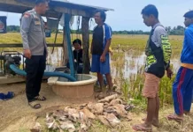 Ratusan Bebek Warga Data, Mati Secara Misterius
