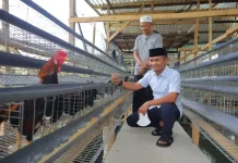Bupati Bone Tinjau Usaha Ayam Petelur Warga Toro