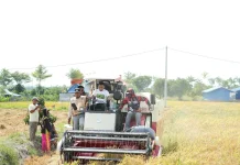 Panen Talumae Buktikan Sawah Tadah Hujan Produktif