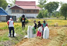 Pertanian Sidrap Dongkrak Ekonomi, Bupati Apresiasi Petani