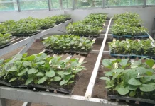 Lampoko: Dari Desa Binaan Menjadi Istana Sayur