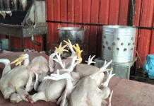 Pedagang Keluhkan Harga Ayam Tinggi Pasca Lebaran 2026