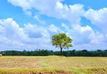 Sawah Tadah Hujan di Sinjai Mulai Kekeringan saat Musim Tanam