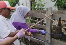 Pemeriksaan Hewan Kurban Bone Digelar di 27 Kecamatan