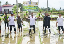 Optimalkan Lahan Rawa, Bupati Bone Pimpin Penanaman Padi Perdana
