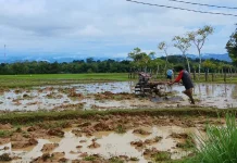 Dinas TPHP Sinjai Percepat Tanam Hadapi Ancaman El Nino 2026