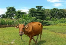 Sapi Bali Jadi Primadona jelang Iduladha di Bone