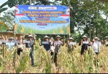 Bone Panen Raya Jagung Serentak Kuartal II