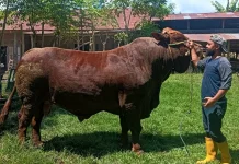 Presiden Borong 9 Sapi Kurban dari Sinjai, Bobot Terbesar Tembus 1 Ton