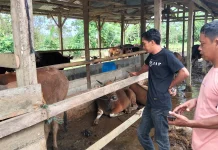 Harga Sapi Kurban di Sinjai Naik jelang Iduladha