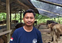 Pesanan Membeludak, 118 Sapi Kurban di Madeceng Farms Sinjai Ludes Terbooking