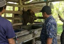 Brian, Sapi Limosin 1 Ton Asal Sinjai Timur Jadi Hewan Kurban Presiden