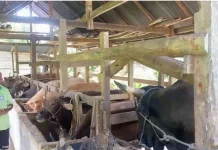Sapi Bali Jadi Primadona Hewan Kurban di Bone