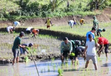 Bupati Bone Pimpin Aksi Tanam Padi Bersama di Ponre