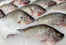 Dianggap Invasif, Ikan Nila Kurang Diminati di Jepang