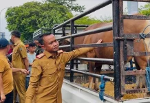 Pemkab Bone Salurkan 46 Ekor Sapi Kurban, Sasar Cleaning Service hingga Pesantren