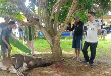 Lapas Watampone Tebar Kepedulian lewat Penyembelihan Hewan Kurban