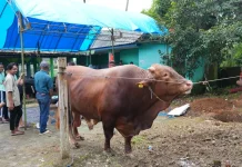 Sebanyak 1.109 Hewan Kurban Tersebar di Sembilan Kecamatan Sinjai