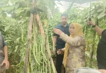 Bupati Sinjai Panen Perdana Buncis di Desa Arabika, Siap Suplai SPPG